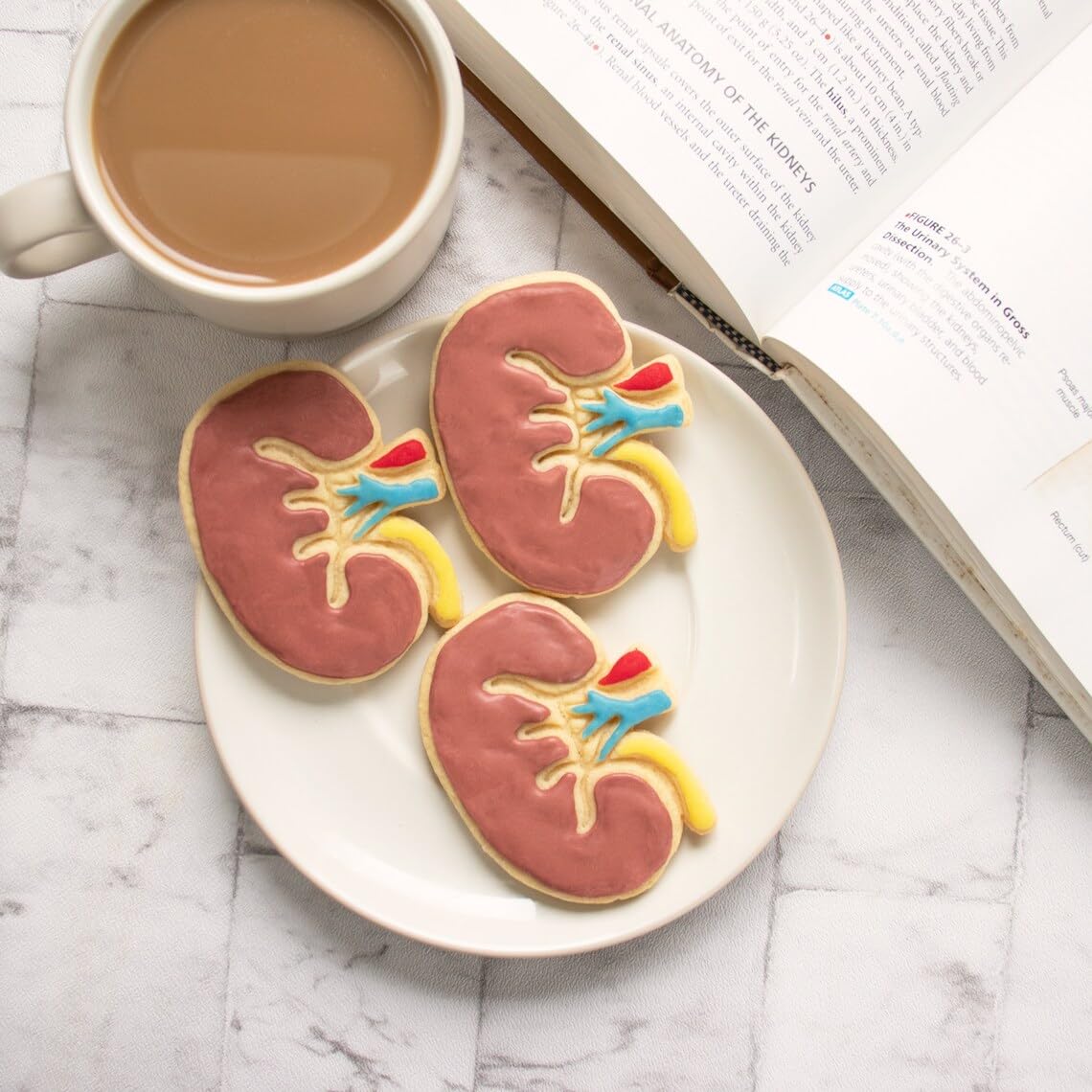 Internal Kidney Cookie Cookie Cutter Design 2 Anatomical Biscuit Cutter Medical Students Human Body Organ Renal System Educational Anatomy Tool Gifts Healthcare and Science (ONLY Design 2) - Image 2