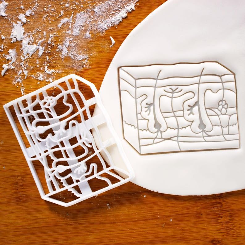 Skin Anatomy Cookie Cookie Cutter for Biscuits Fondant Clay Gift for Medical Students Dermatologists Anatomical Educational Dermatology Specialist Hair Follicle Layered Skin Model