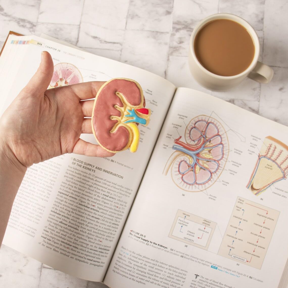 Internal Kidney Cookie Cookie Cutter Design 2 Anatomical Biscuit Cutter Medical Students Human Body Organ Renal System Educational Anatomy Tool Gifts Healthcare and Science (ONLY Design 2) - Image 3