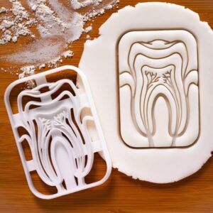 Tooth Anatomy Cookie Cutter for Baking Dental Clinic Molar Teeth Biscuits Educational Gifts for Dentistry Students Dental Science Events Practical Cookies India Cookie ToolPerfect