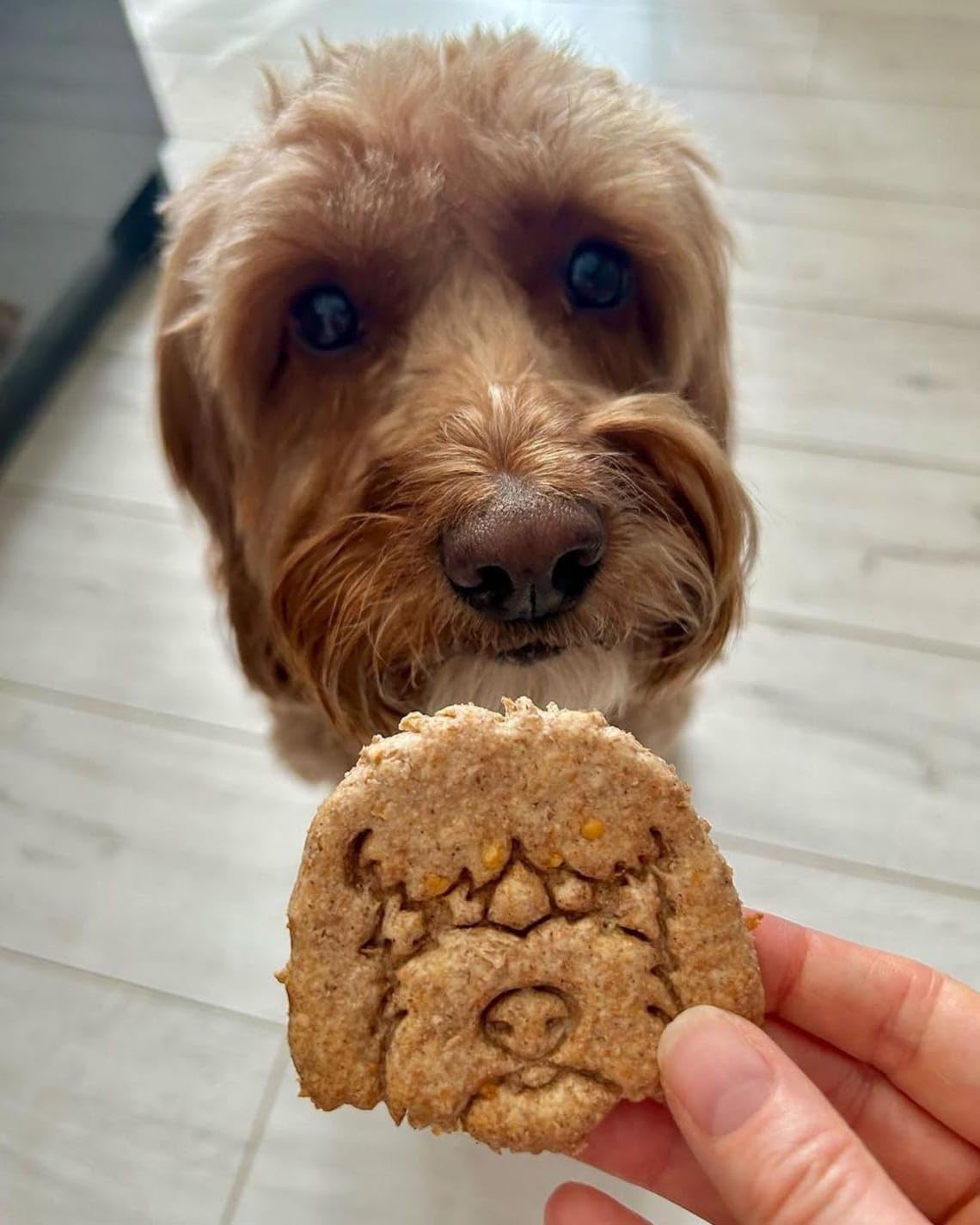 Goldendoodle Face Cookie Cutter for Biscuit Fondant Clay Baking Dog Treats Golden Retriever Poodle Mix Furry Goldiepoo Pet Lover Gift Veterinary Gifts Canine Bakery Tool (ONLY FACE) - Image 2