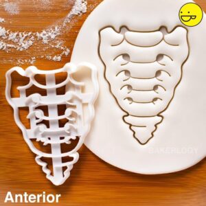 Anterior Sacrum and Coccyx Cookie Cutter Cookie for Medical Science Fans Human Spine Anatomy Baking Tool Educational Party Supplies Perfect for Anatomy Students Themed Events (ONLY Anterior)