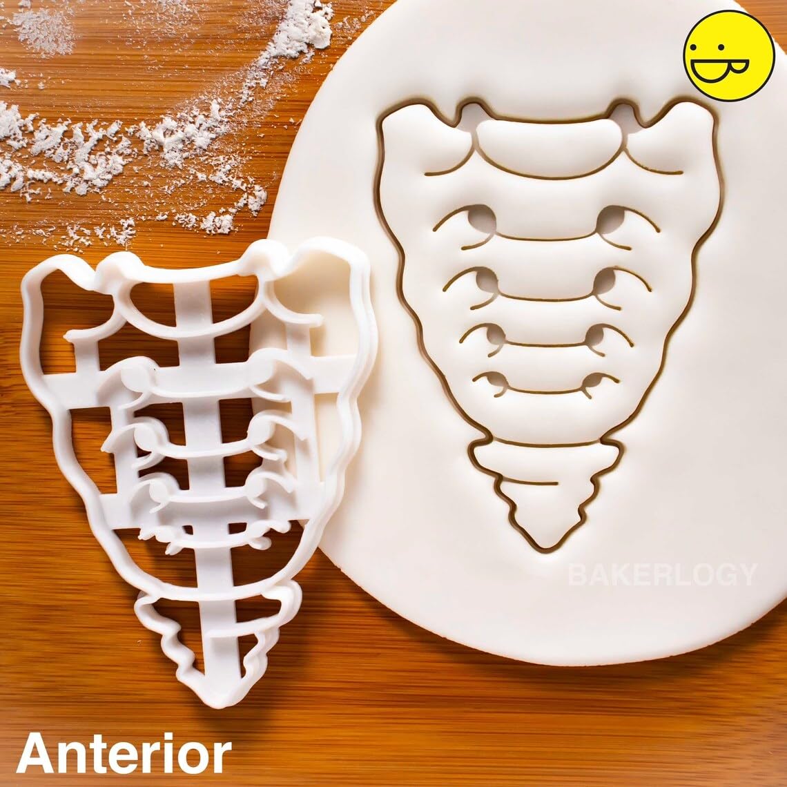Anterior Sacrum and Coccyx Cookie Cutter Cookie for Medical Science Fans Human Spine Anatomy Baking Tool Educational Party Supplies Perfect for Anatomy Students Themed Events (ONLY Anterior)