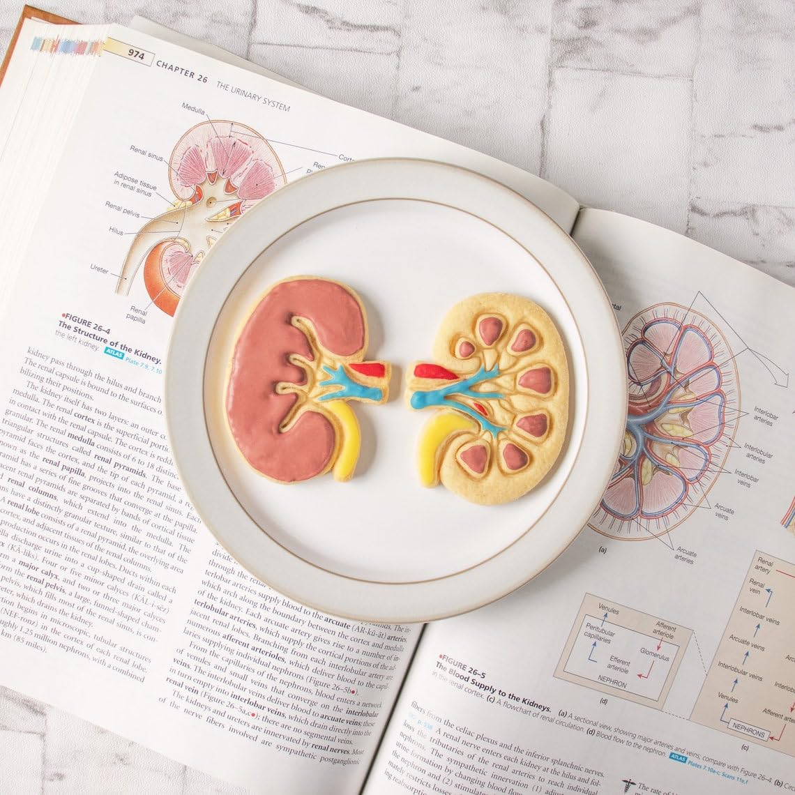 Internal Kidney Cookie Cookie Cutter Design 2 Anatomical Biscuit Cutter Medical Students Human Body Organ Renal System Educational Anatomy Tool Gifts Healthcare and Science (ONLY Design 2) - Image 5