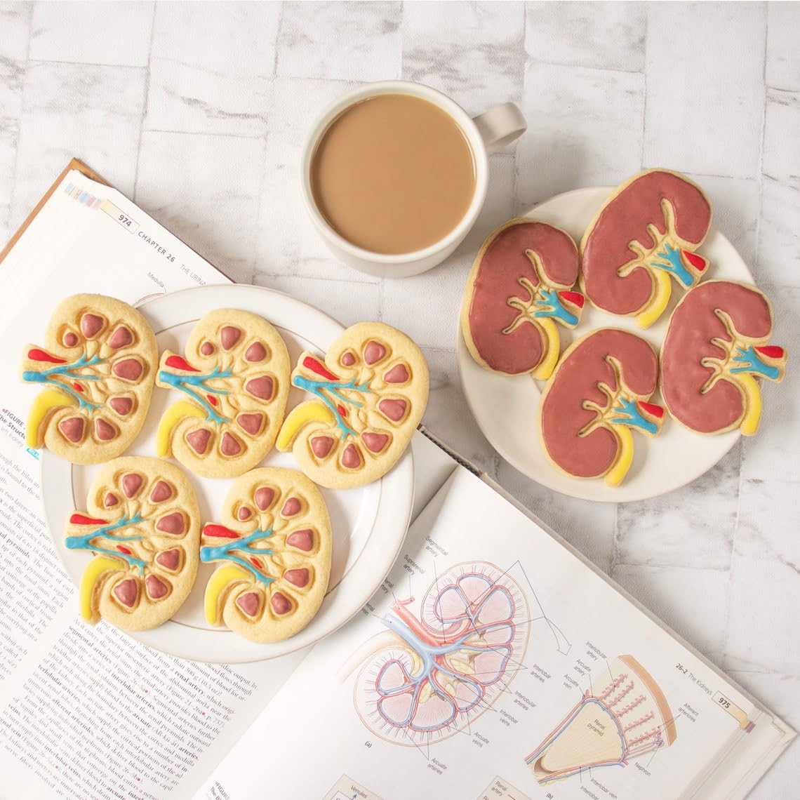 Internal Kidney Cookie Cookie Cutter Design 2 Anatomical Biscuit Cutter Medical Students Human Body Organ Renal System Educational Anatomy Tool Gifts Healthcare and Science (ONLY Design 2) - Image 7