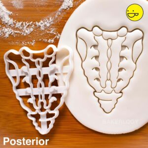 Posterior Sacrum and Coccyx Cookie Cutter Cookie for Medical Science Fans Human Spine Anatomy Baking Tool Educational Party Supplies Ideal for Anatomy Students Science Events (ONLY POSTERIOR)