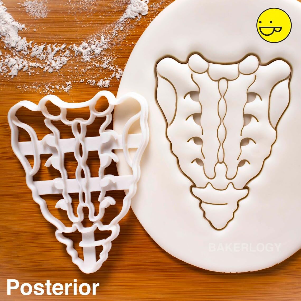 Posterior Sacrum and Coccyx Cookie Cutter Cookie for Medical Science Fans Human Spine Anatomy Baking Tool Educational Party Supplies Ideal for Anatomy Students Science Events (ONLY POSTERIOR)