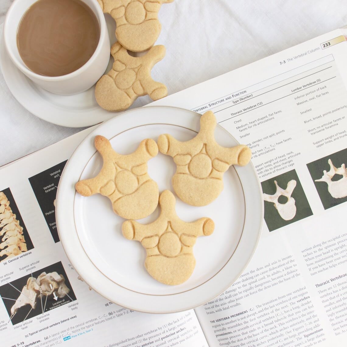 Thoracic Vertebra Cookie Cutter Medical Science Themed Baking Human Spine Anatomy Biscuit Fondant Clay Cutter for Doctor Nurse Student Birthday Party Educational Gifts (ONLY THORACIC VERTEBRA) - Image 2