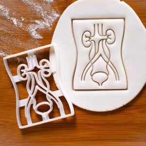 Urinary System Cookie Cutter Human Kidney Renal Organ Anatomy Design Medical Students Biology Teachers Physiology Education Biscuit Cutter Medical Baking Crafting Tool (ONLY URINARY SYSTEM)